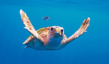Planet Earth III: su Rete 4 la serie-evento ai confini più remoti del Pianeta