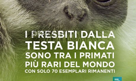 Earth – Un Giorno Straordinario: foto e poster del documentario BBC