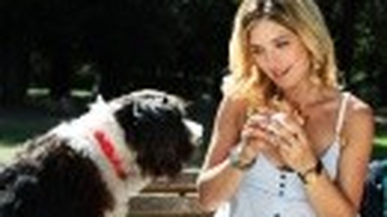 Ascolti Tv Giovedì 23 dicembre 2010: Un cane per due vince con 4,6 mln (19%) e batte Superquark (15%). Solo per Amore a 2 mln (8%), cresce Focus Uno (10%). Bene Iris con Out of Sight e La5 con Peter Pan on the road