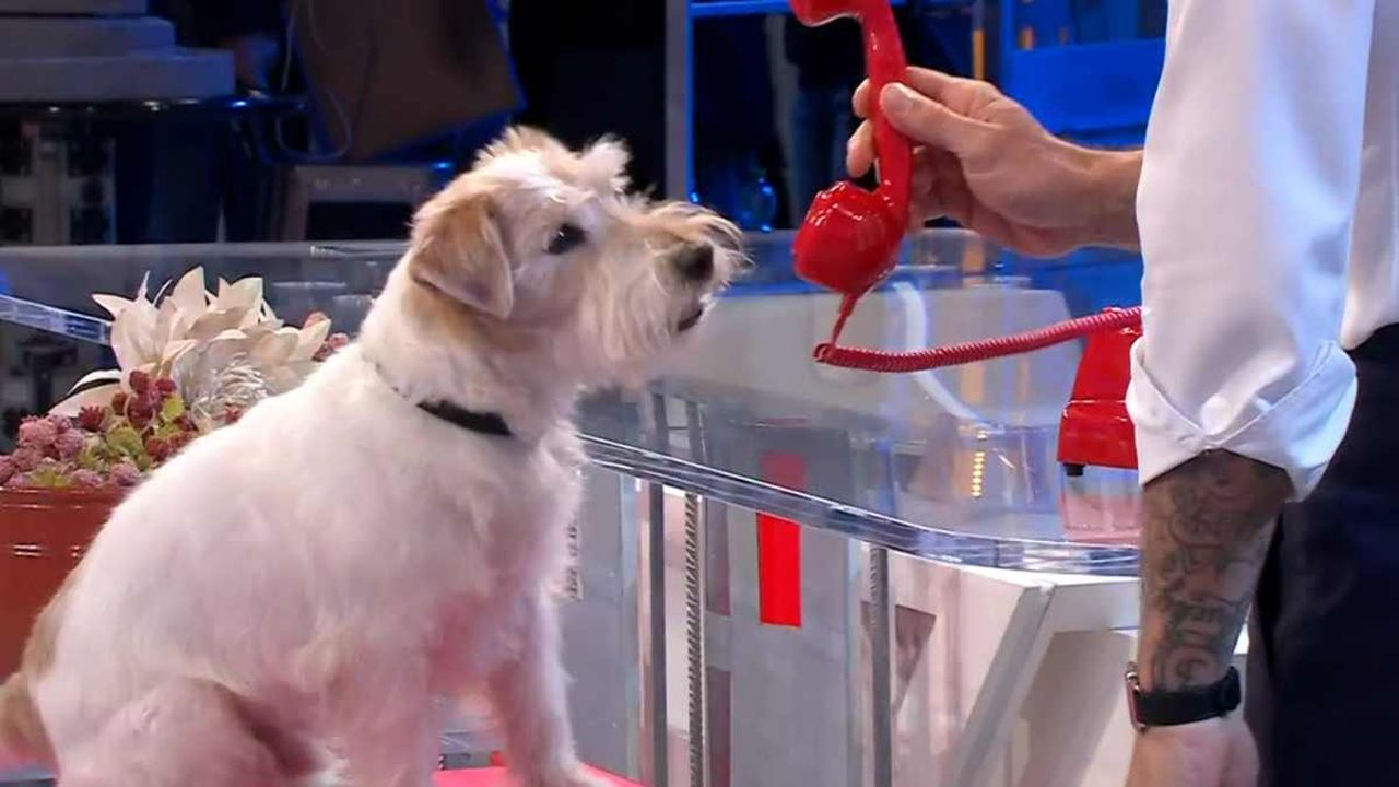 Affari Tuoi, il cane Gennarino lo abbiamo già visto in una famosissima serie Rai, lo ricordate?