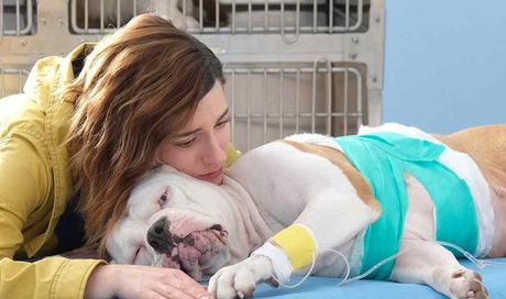 Blanca 3, spoiler (strappalacrime). Addio al cane Linneo
