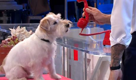 Affari Tuoi, il cane Gennarino lo abbiamo già visto in una famosissima serie Rai, lo ricordate?