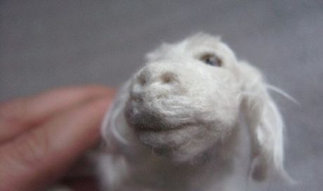 Falkor in miniatura: immagini