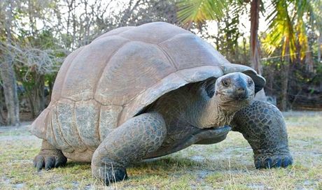Aldabra – C’era una volta un’isola: foto e poster del documentario di Steve Lichtag