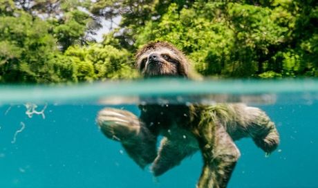 Earth – Un Giorno Straordinario: foto e poster del documentario BBC