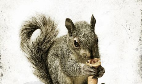 Squirrels: arrivano gli scoiattoli assassini firmati Timur Bekmambetov
