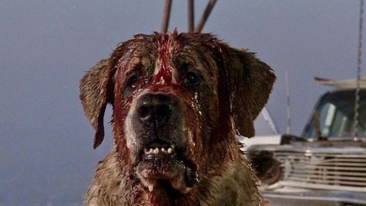 Cujo remake: annunciati titolo ufficiale, regista e protagonista